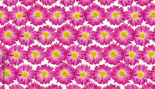 Tableau sur toile A pattern of pink herbert flowers on a white background