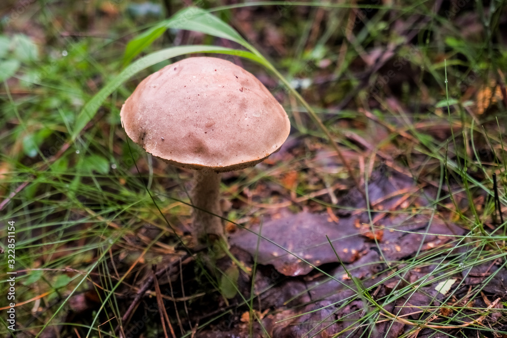Picking up edible mushrooms in the forest. Birch mushroom or brown cap growing in the forest. mushroom with a brown bonnet among the dry foliage and old birch, wildlife abstract background Picking up edible mushrooms in the forest. Birch mushroom or brown cap growing in the forest. mushroom with a brown bonnet among the dry foliage and old birch, wildlife abstract background