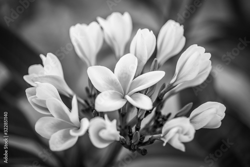 Soft frangipani flower (scientific name Plumeria) on a tree branch on a natural background. Concept for greeting card or flower shop web banner design. Black and white photography.