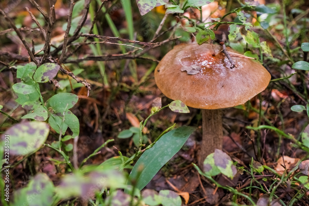 Picking up edible mushrooms in the forest. Birch mushroom or brown cap growing in the forest. mushroom with a brown bonnet among the dry foliage and old birch, wildlife abstract background Picking up edible mushrooms in the forest. Birch mushroom or brown cap growing in the forest. mushroom with a brown bonnet among the dry foliage and old birch, wildlife abstract background