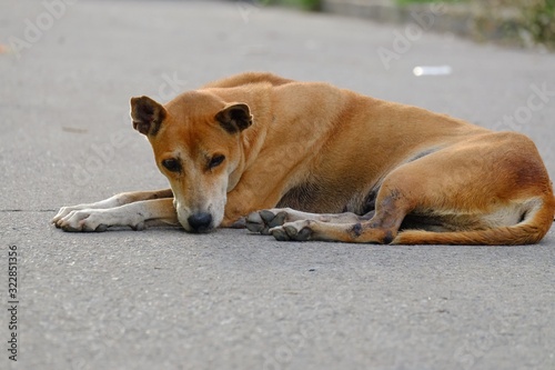 A brown Thai dog sleeping on a road ground floor with pavement background in outdoor place