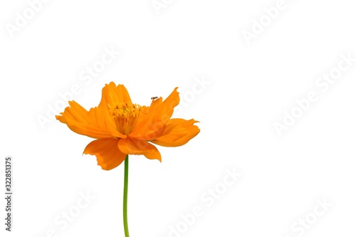 A single orange cosmos flower blossom in botanical garden with white isolated background and copy space