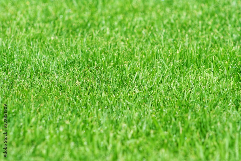 closeup green grass natural background texture.  Lawn for the background.