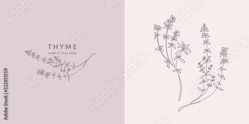 Card with Thyme. Vector sketches hand drawn illustration