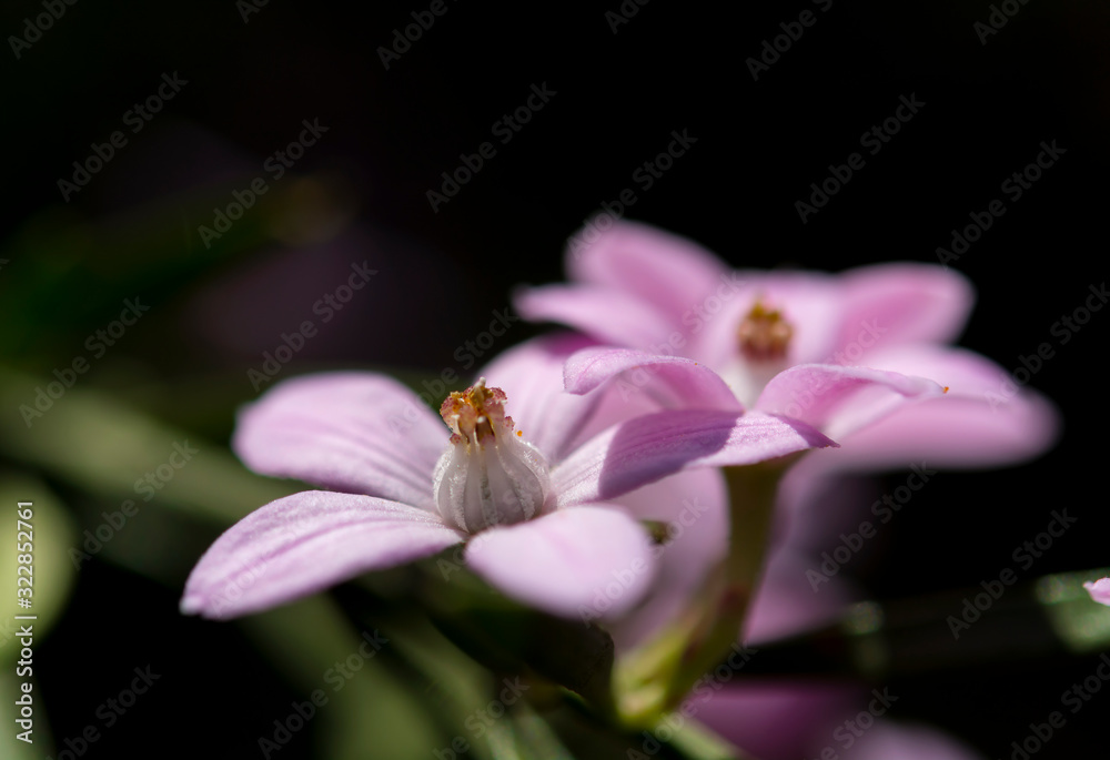 Fototapeta premium Pink flower in the forest, Australia
