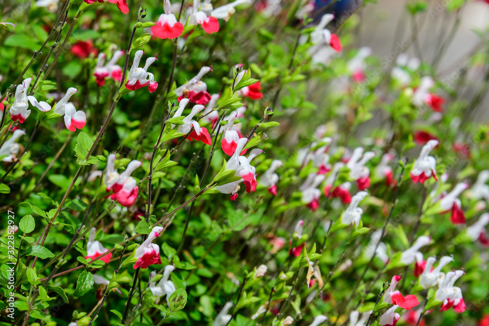 Large evergreen shrub of white and red Salvia microphylla Hot Lips flowers, commonly known as the baby sage, Graham's or blackcurrant sage, and green leaves in a garden in a sunny summer day Large evergreen shrub of white and red Salvia microphylla Hot Lips flowers, commonly known as the baby sage, Graham's or blackcurrant sage, and green leaves in a garden in a sunny summer day