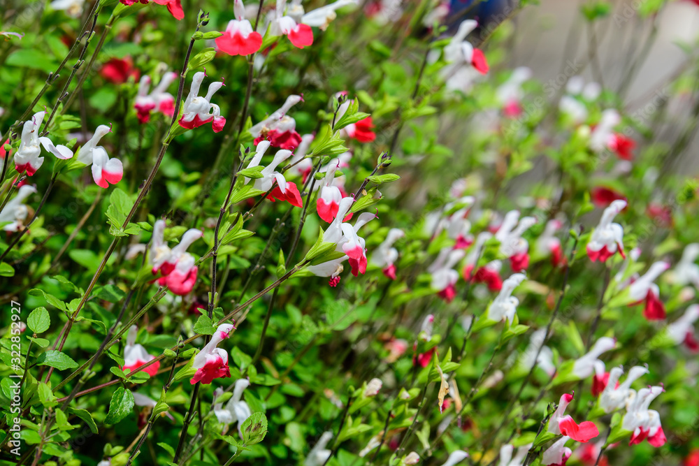 Large evergreen shrub of white and red Salvia microphylla Hot Lips flowers, commonly known as the baby sage, Graham's or blackcurrant sage, and green leaves in a garden in a sunny summer day