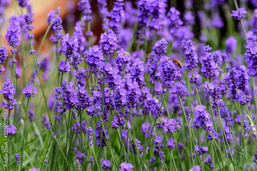 Many small blue lavender flowers in a sunny summer day in Scotland, United Kingdom, with selective focus, beautiful outdoor floral background