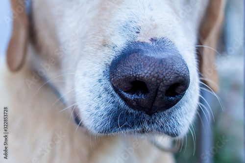 Labrador muzzle close-up, leather nose