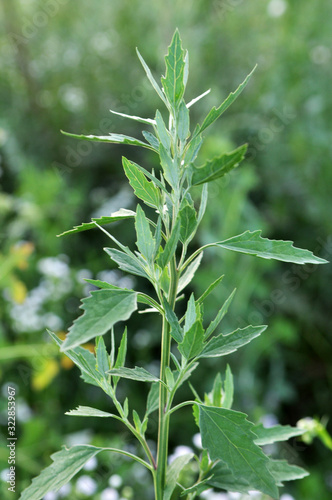 In nature, the grows quinoa (Chenopodium) © orestligetka