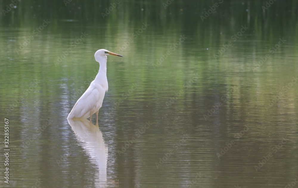 Naklejka premium great blue heron in water