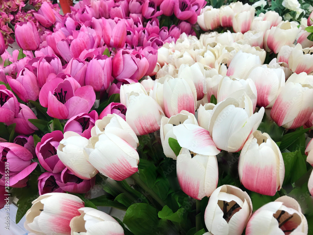 Fototapeta premium Background of Artificial Pink and White Tulip Flowers 