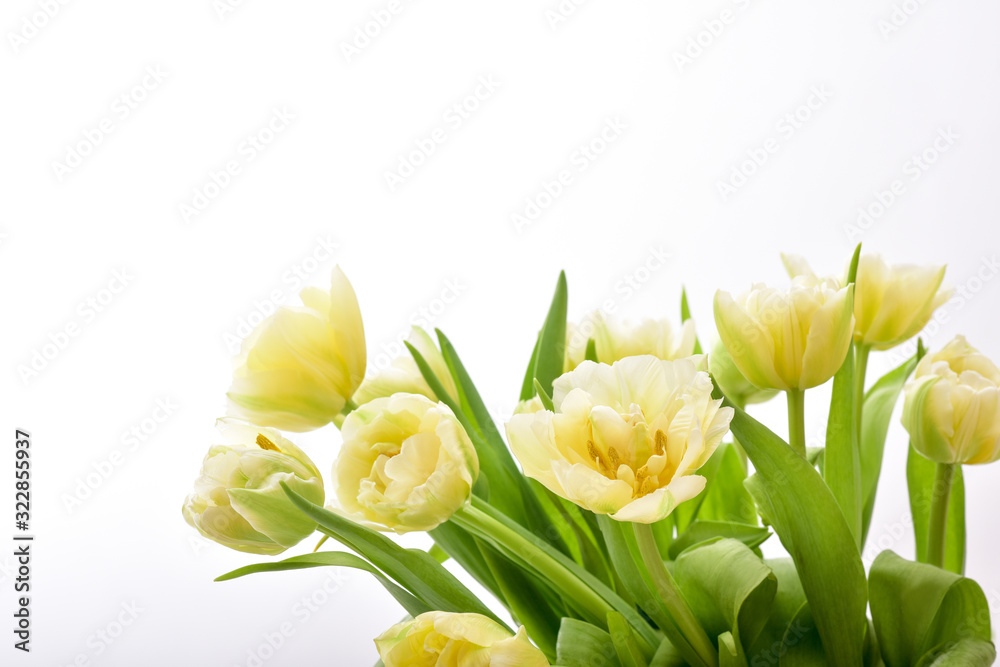 Spring Tulip Flowers. Tulips bunch. Spring Tulip Flowers. Tulips bunch.