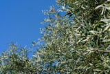 Close-up of the leaves of an olive tree on a sunny day with the sky in the background. Olea europaea.