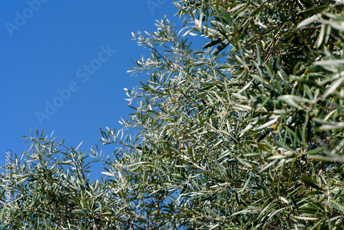 Close-up of the leaves of an olive tree on a sunny day with the sky in the background. Olea europaea.