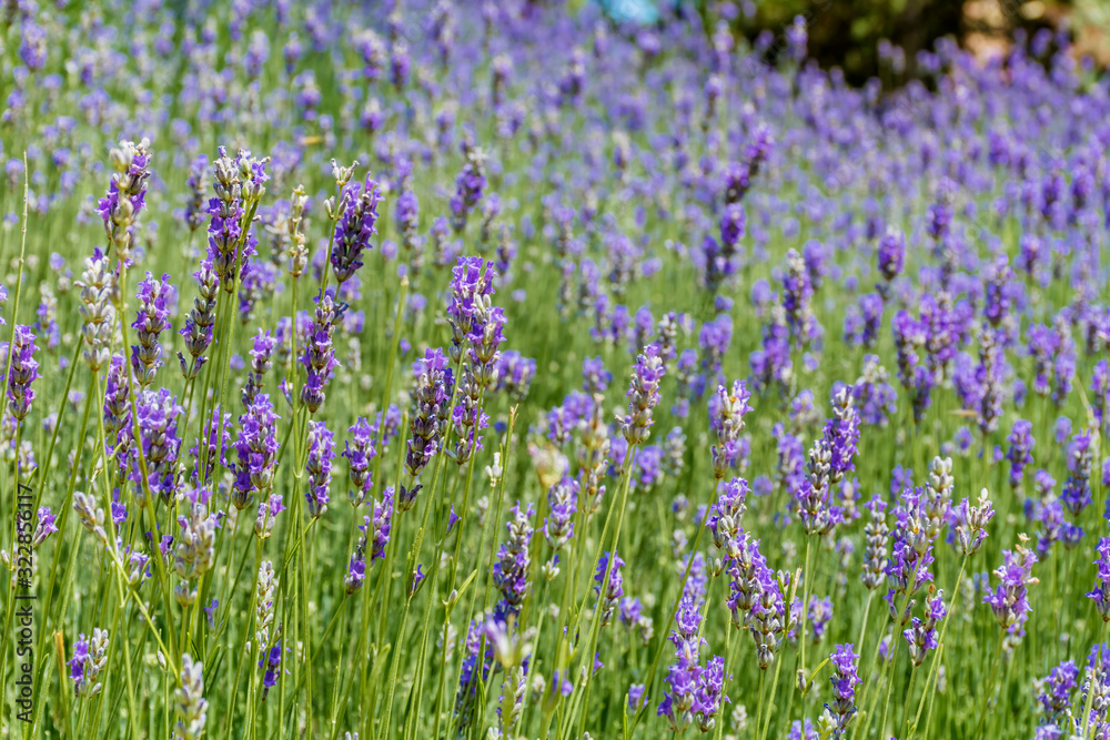 Blooming Lavender Flowers in a Summer Park Blooming Lavender Flowers in a Summer Park