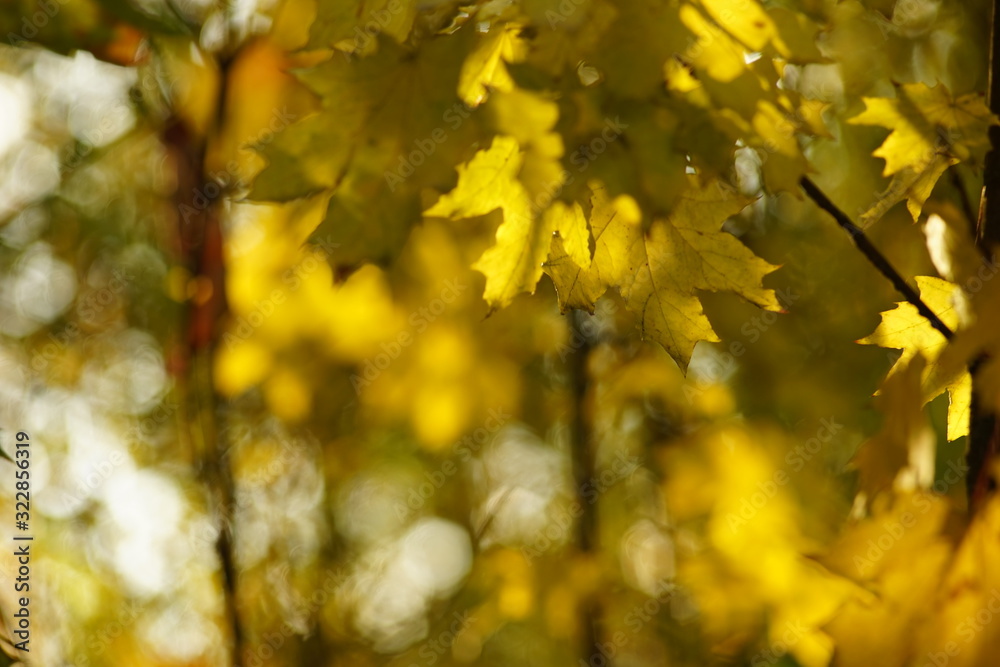 Autumn maple tree with green and golden leaves in sunny forest. Autumn maple tree with green and golden leaves in sunny forest.