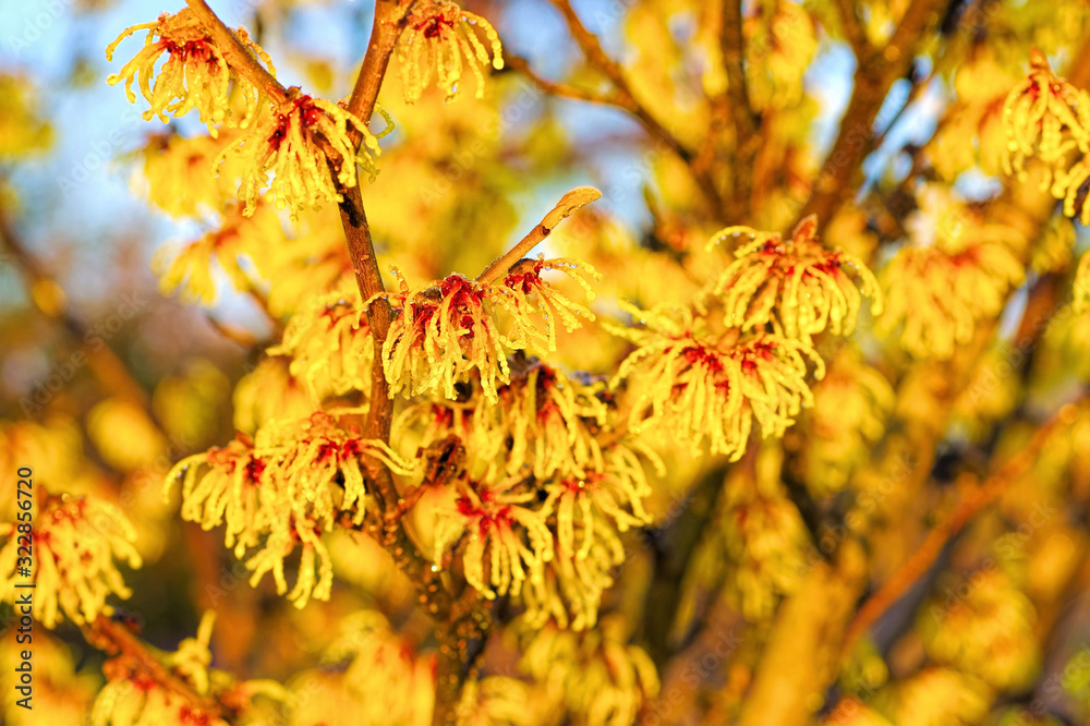 Hamamelis Strauch blüht im Winter - Hamamelis with yellow flowers Hamamelis Strauch blüht im Winter - Hamamelis with yellow flowers