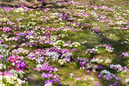 Primroses Flowers Blooming in a Spring Garden