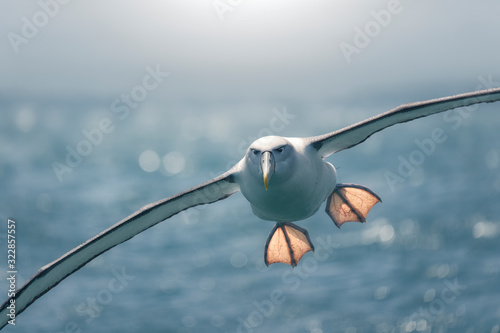 Albatross (Thalassarche cauta) in flight over ocean, New Zealand