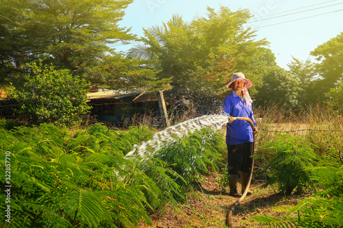 Asian farmer old female watering plants. Senior woman farming, planting traditional thai vegetables for wholesale,sale abroad export. Climbing Wattle,Acacia,Acacia pennata or Cha-om Asia Thailand herb