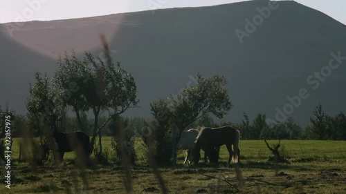 caballos en el campo