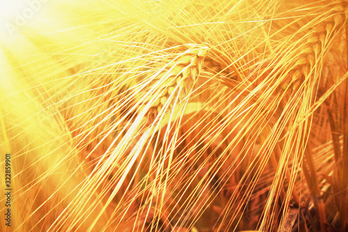 Image of gold wheat field in sunlight. Close up nature photo. Harvest, agriculture, agronomy, industry concept.