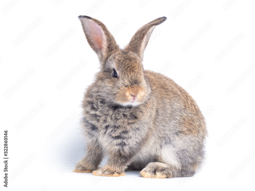 Gray cute rabbit sitting isolated on white background. Gray cute rabbit sitting isolated on white background.