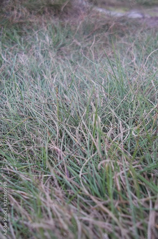 Shot of dried grass covered with morning frost. Shot of dried grass covered with morning frost.