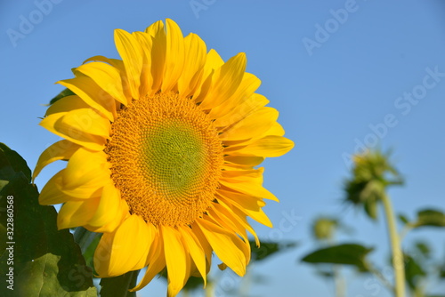 one flower of sunflower close up