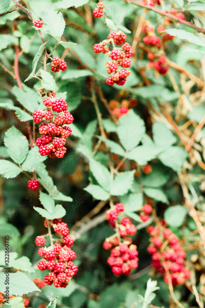 young unripe blackberries hang in clusters on a green Bush during the ripening period in summer young unripe blackberries hang in clusters on a green Bush during the ripening period in summer