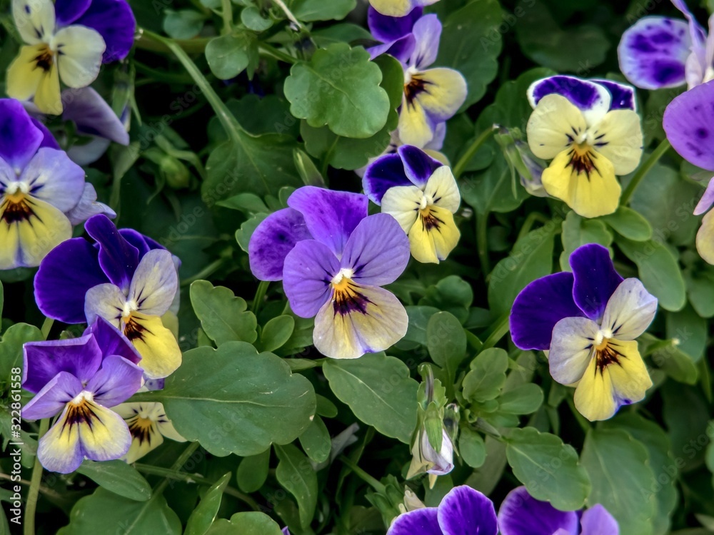 Tricolor pansies among green leaves close-up.