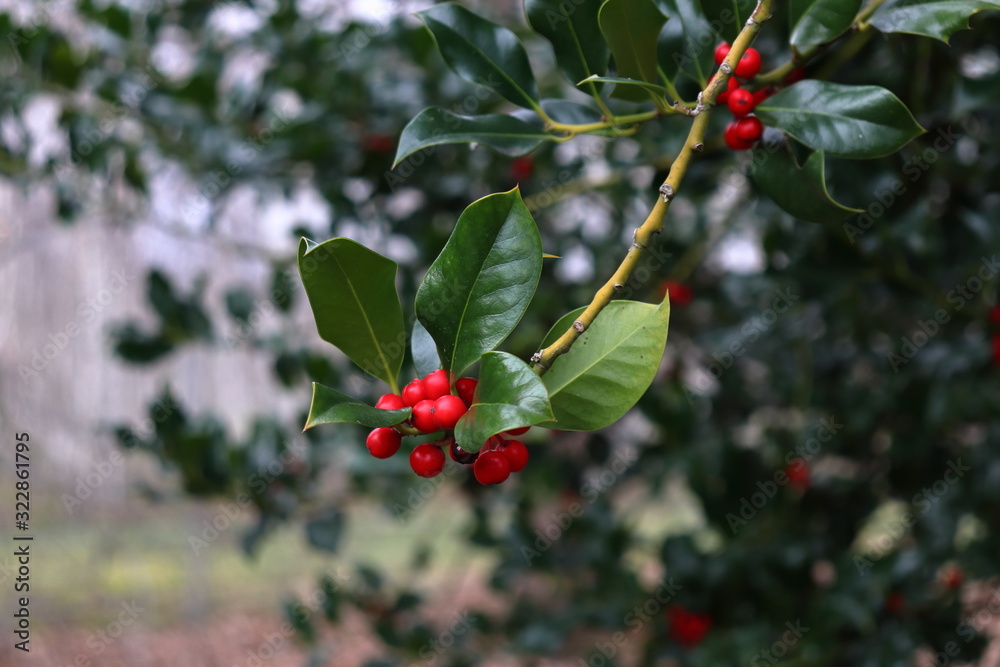 Hanging holly