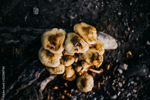 yelllow mushrooms forest fresh earth