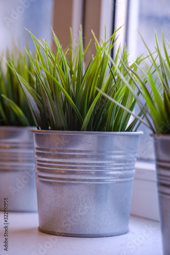 Hierochloe odorata  Sweet grass in a metallic pots on a windowsill.
