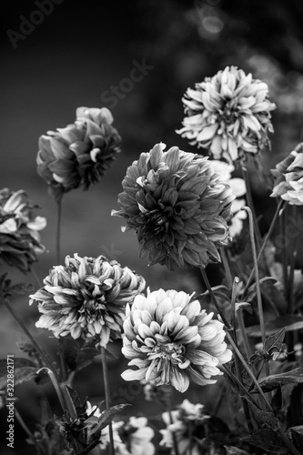 flowers black and white beautiful 