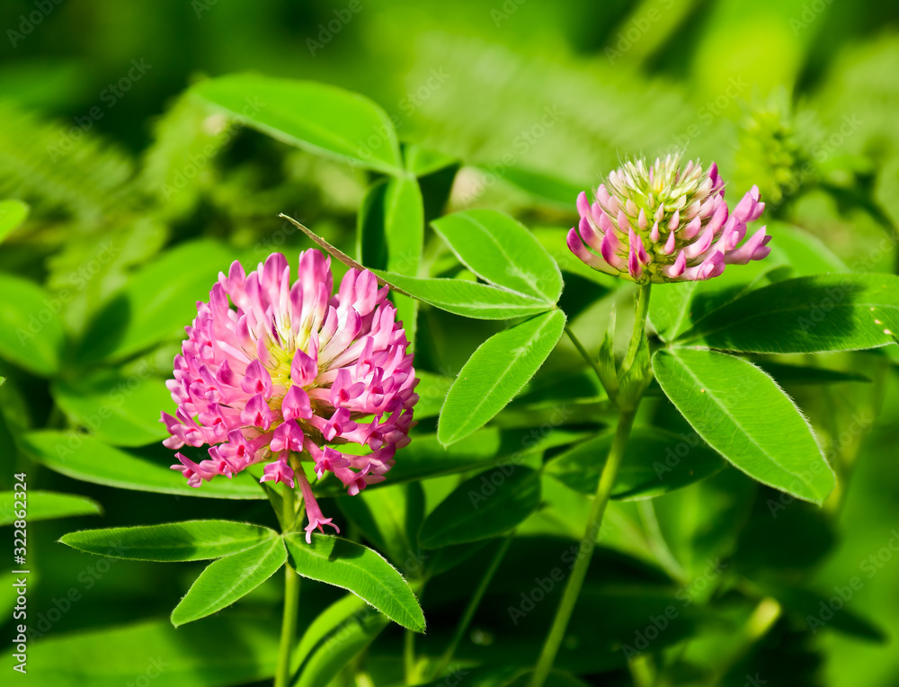 Red clover