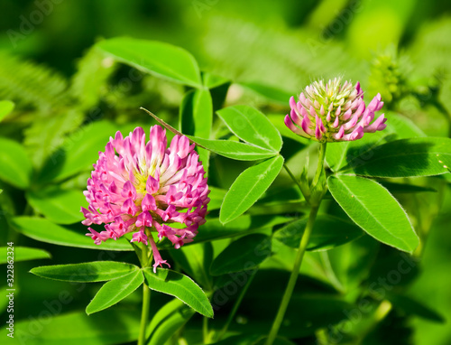 Obraz na płótnie Red clover w salonie