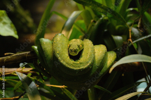 A green snake on a tree