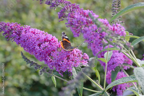 A butterfly sitting on summer lilac