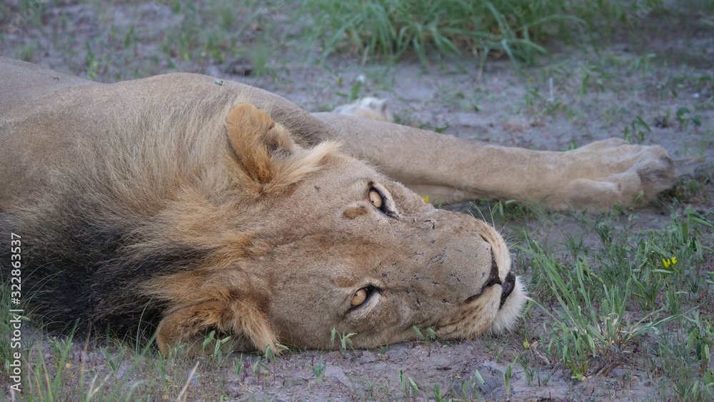 Male lion at Central Kalahari Game Reserve Male lion at Central Kalahari Game Reserve