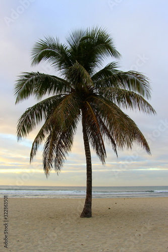 Fototapeta Naklejka Na Ścianę i Meble -  Colorful sunrise and huge palm trees on the beach in the Dominican Republic