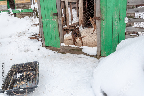Dogs in a cage in a shelter for homeless dogs. In the foreground, a sledge for cleaning cells. © Alex Images