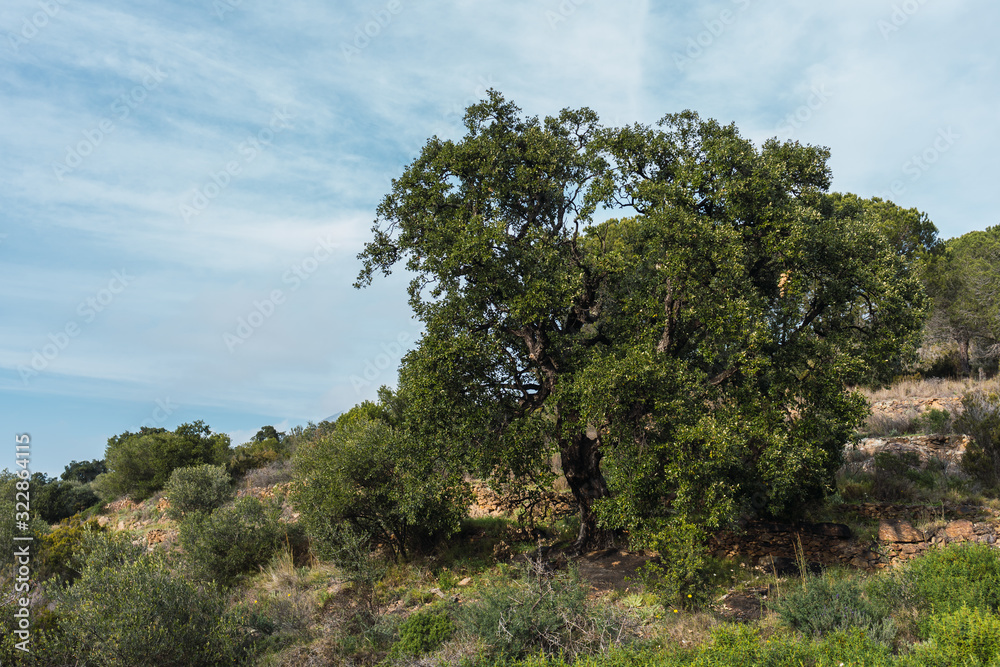 Fototapeta premium An old green tree in a quiet mountain