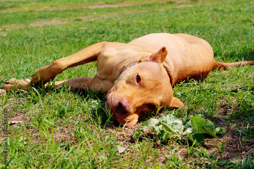 Animals, pets concept. Cute ginger pitbull terrier lying on green grass. Dog relaxing outdoors. Animals, pets concept. Cute ginger pitbull terrier lying on green grass. Dog relaxing outdoors.