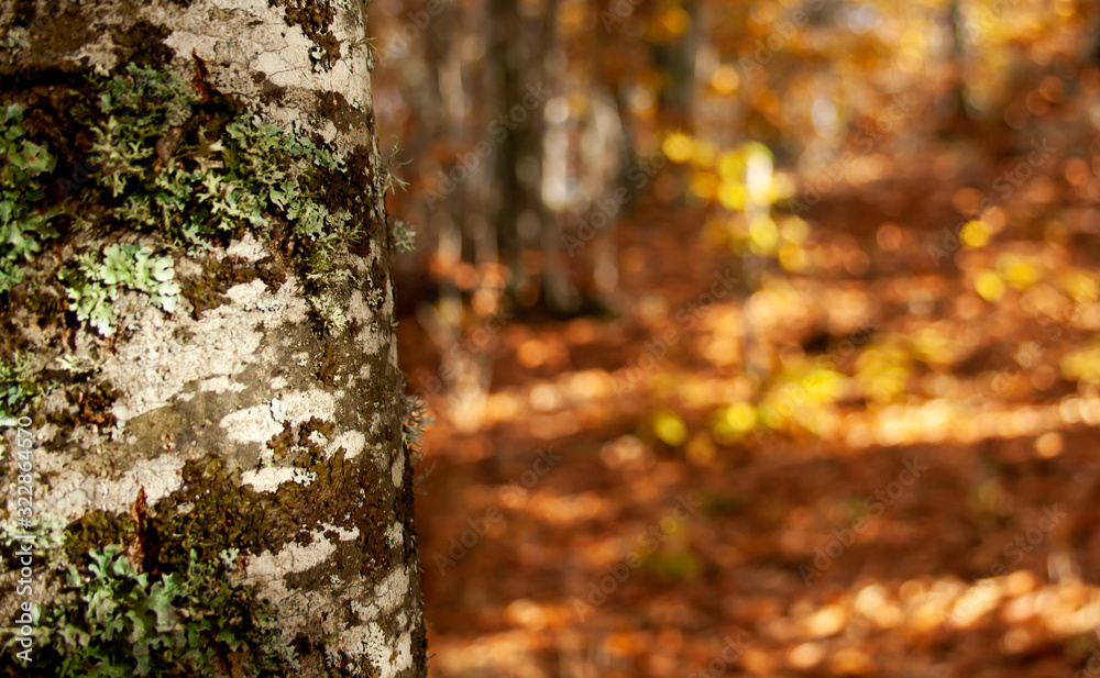 Obraz premium Autumn Tree