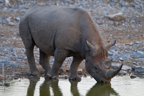 Black Rhino in the wilderness of Africa