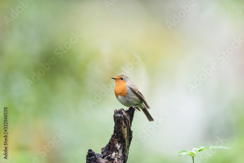 A robin red breast bird perched on a tree stump.