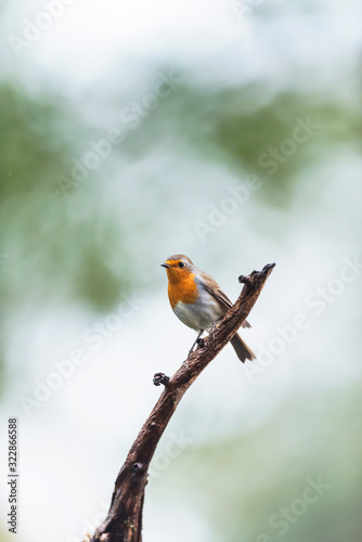 A robin red breast bird perched on a branch. © ysbrandcosijn