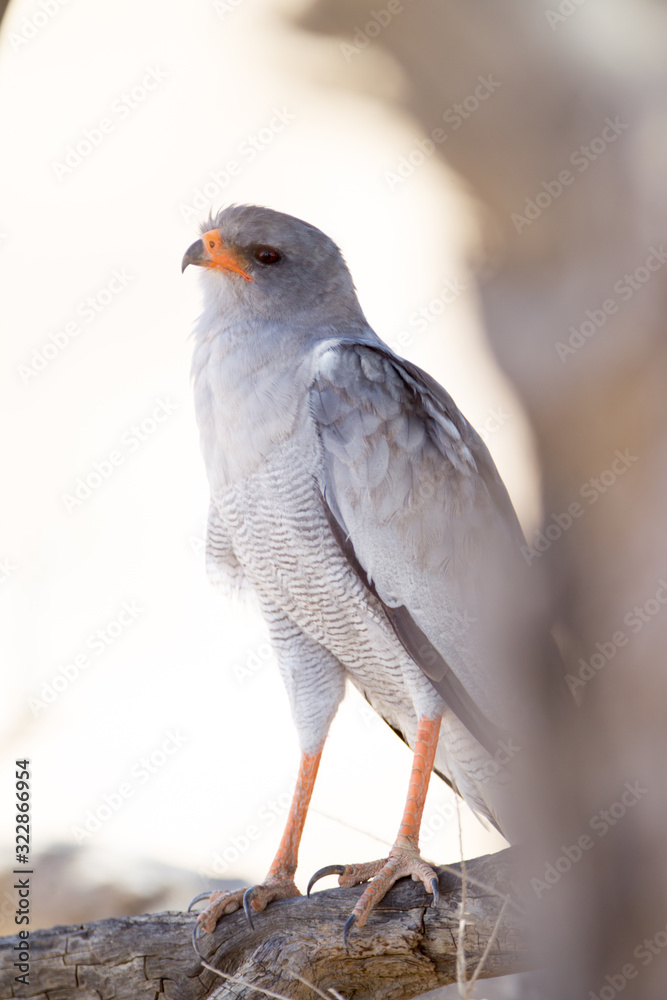 Pale chanting goshawk, hawk in the wilderness of Africa Pale chanting goshawk, hawk in the wilderness of Africa